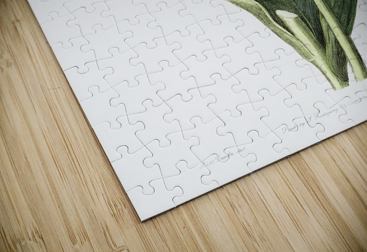 Gesners tulip from Edwards Botanical Register 1829-1847  by Sydenham Edwards John Lindley and James Ridgway. IStockHistory com Puzzle