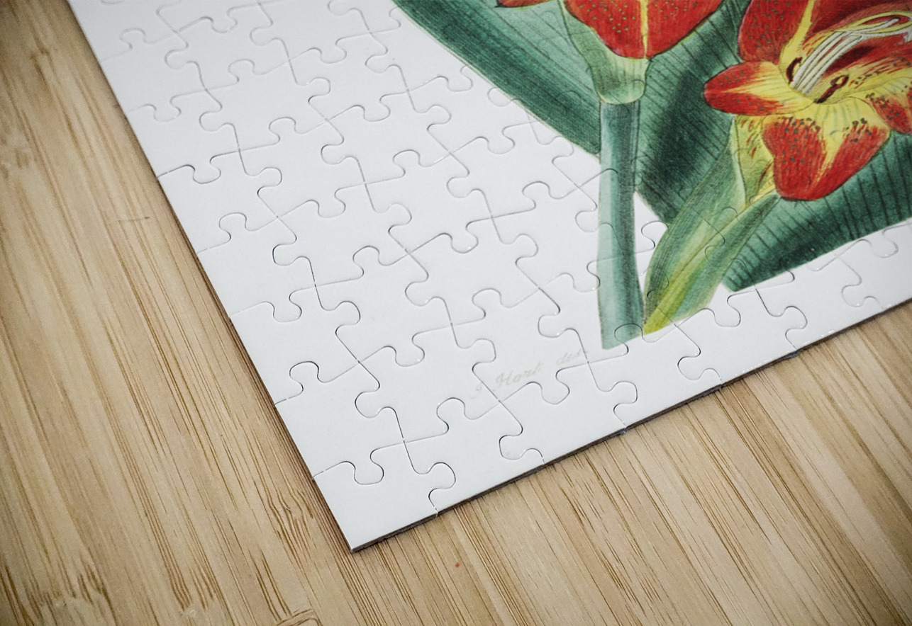 The parrot gladiole from Edwards Botanical Register 1829-1847  by Sydenham Edwards John Lindley and James Ridgway. IStockHistory com Puzzle