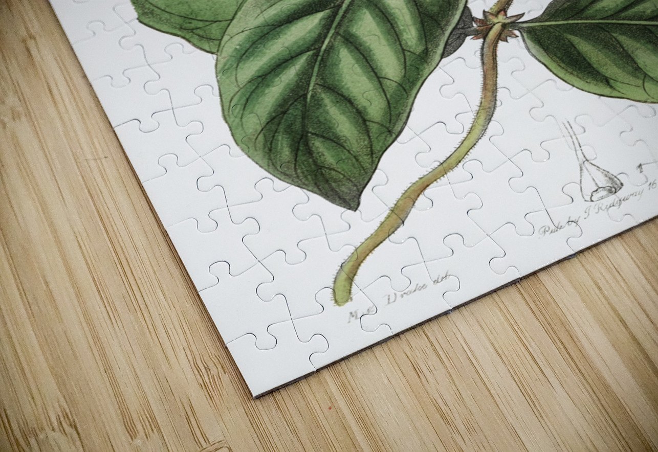 Knob-jointed dipladenia from Edwards Botanical Register 1829-1847  by Sydenham Edwards John Lindley and James Ridgway. IStockHistory com Puzzle