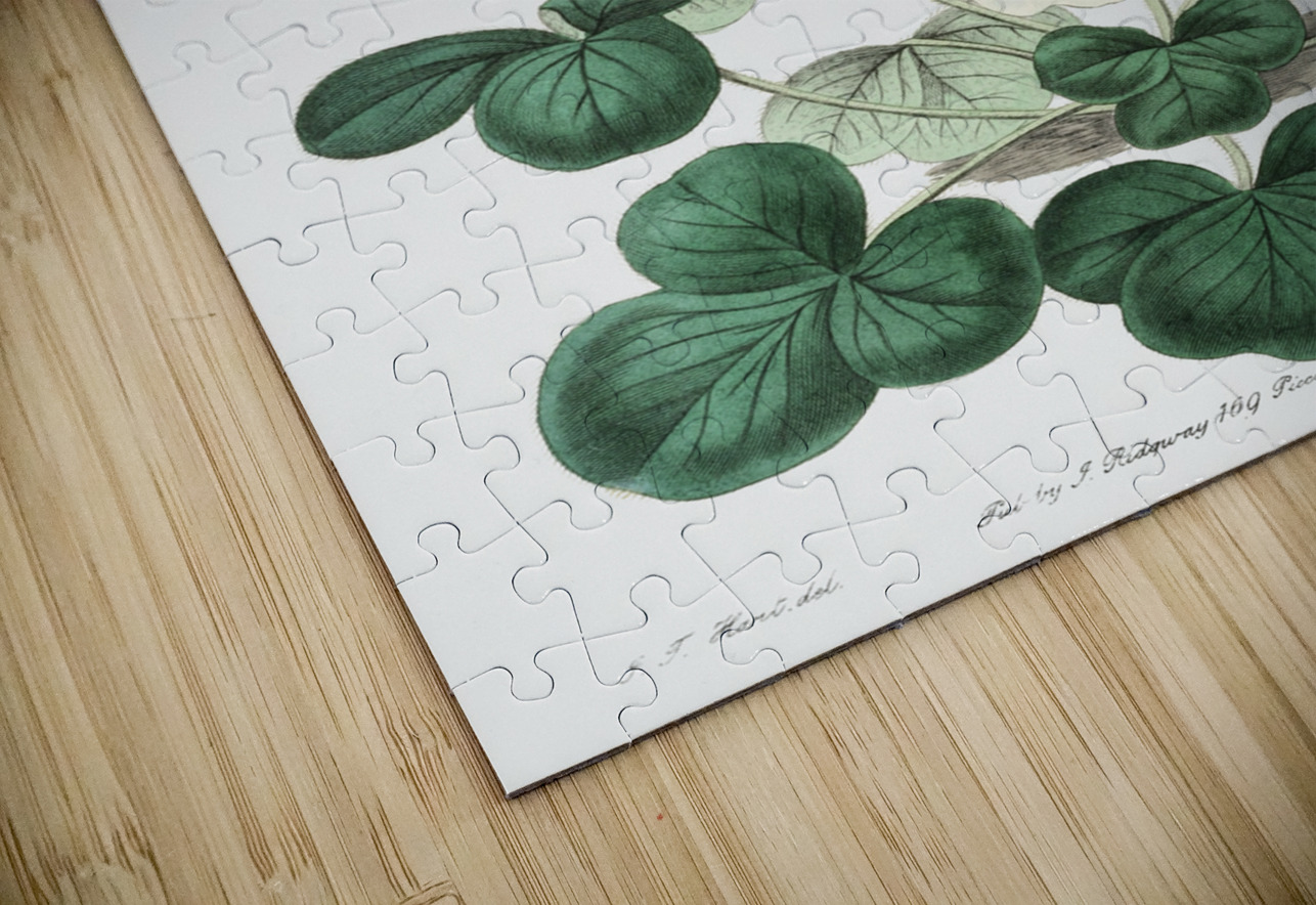 Variable oxalis from Edwards Botanical Register 1829-1847  by Sydenham Edwards John Lindley and James Ridgway. IStockHistory com Puzzle