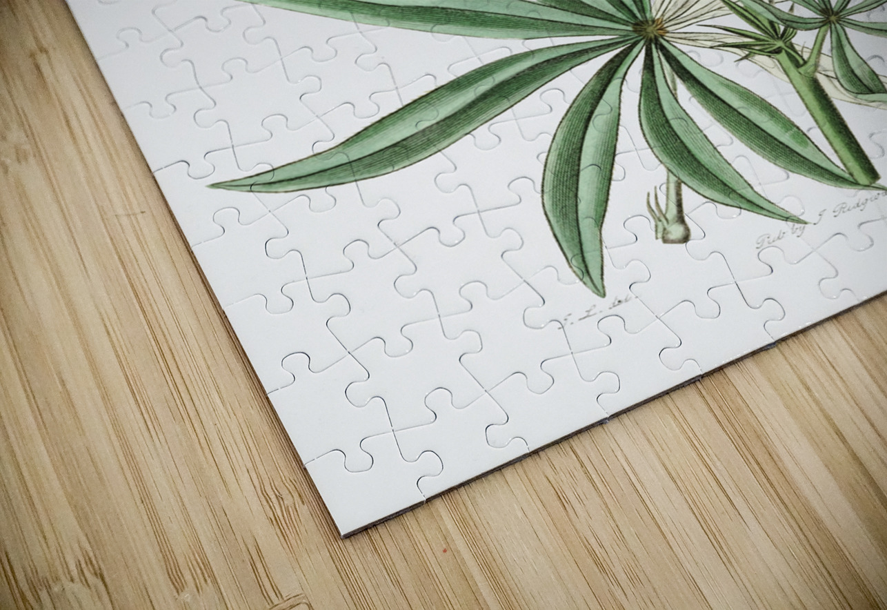 Yellow perennial lupine from Edwards Botanical Register 1829-1847  by Sydenham Edwards John Lindley and James Ridgway. IStockHistory com Puzzle