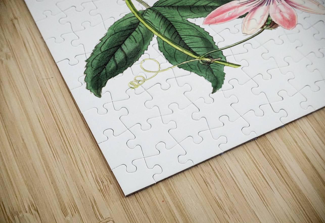 Mrs.Marryats tacsonia from Edwards Botanical Register 1829-1847  by Sydenham Edwards John Lindley and James Ridgway. IStockHistory com Puzzle