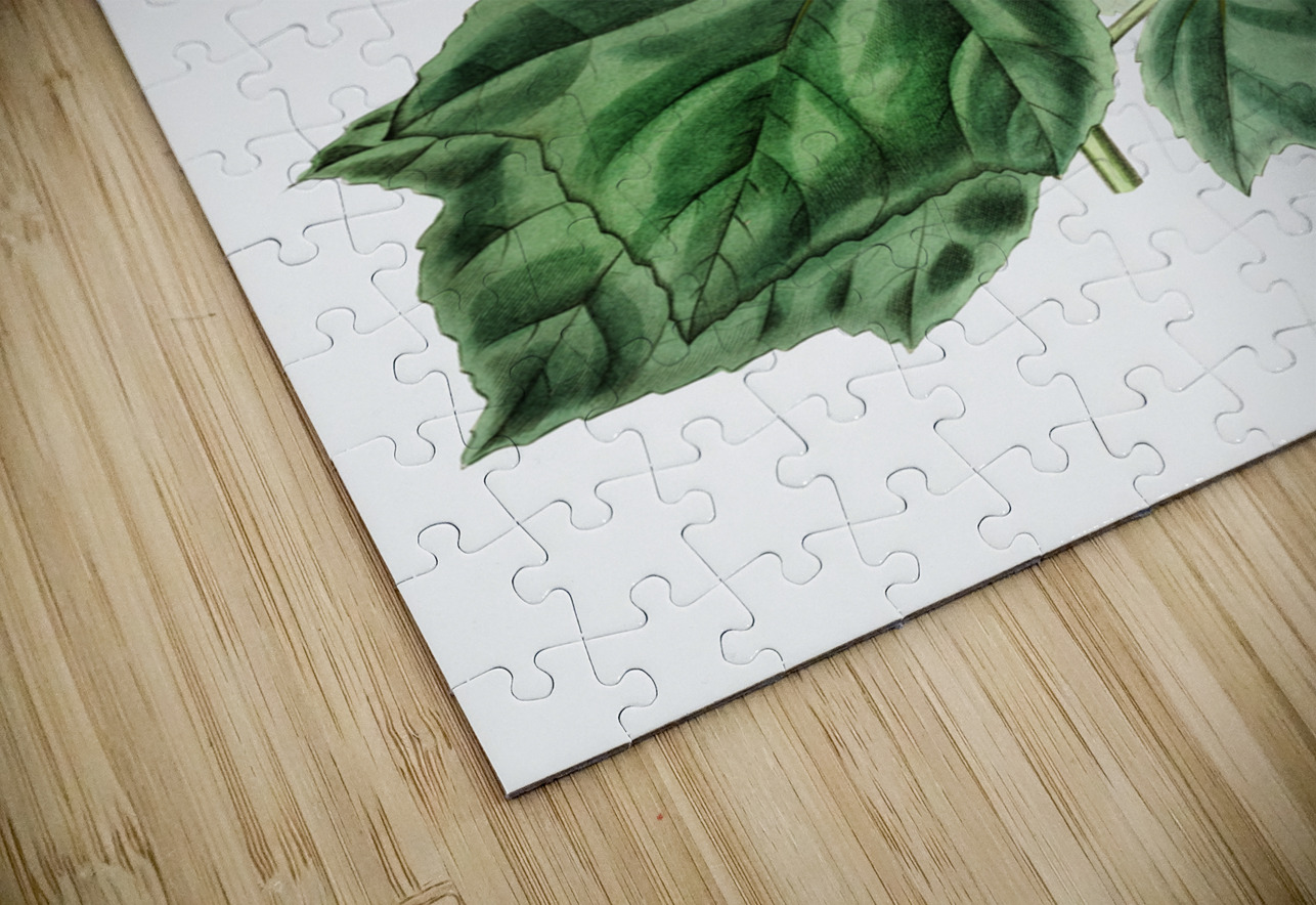 Marsh hibiscus from Edwards Botanical Register 1829-1847  by Sydenham Edwards John Lindley and James Ridgway. IStockHistory com Puzzle