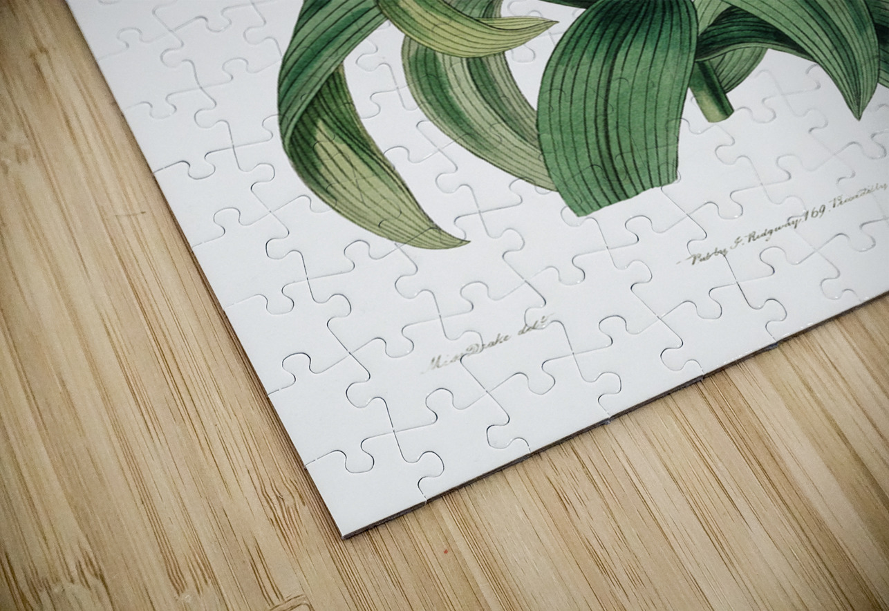 Thunbergs orange lily from Edwards Botanical Register 1829-1847  by Sydenham Edwards John Lindley and James Ridgway. IStockHistory com Puzzle