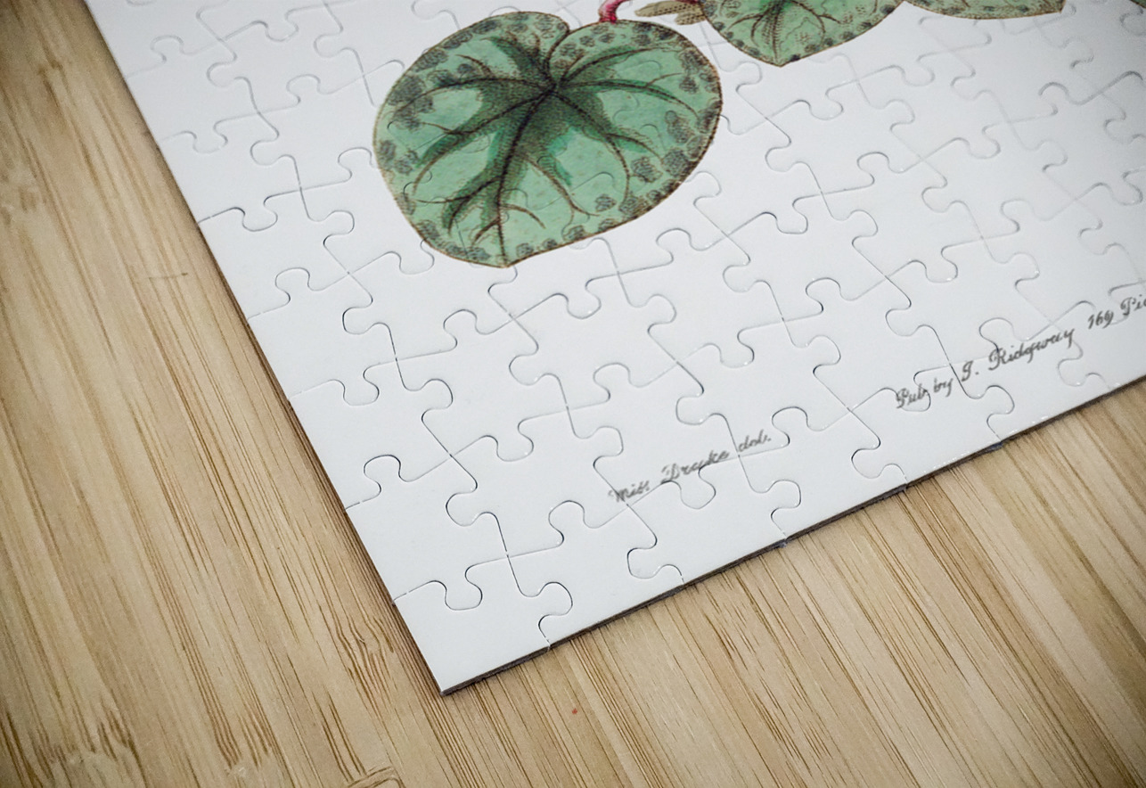 Shore cyclamen from Edwards Botanical Register 1829-1847  by Sydenham Edwards John Lindley and James Ridgway. IStockHistory com Puzzle