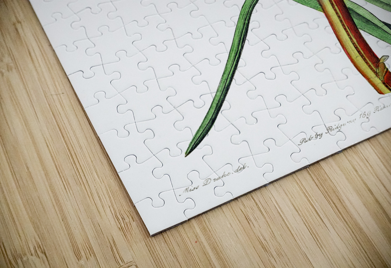 Burchells tritoma from Edwards Botanical Register 1829-1847  by Sydenham Edwards John Lindley and James Ridgway. IStockHistory com Puzzle