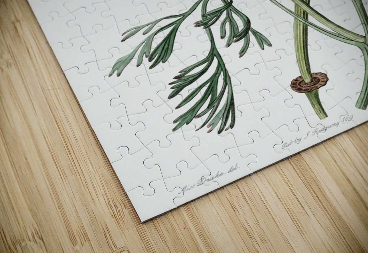 Saffron colored eschscholzia from Edwards Botanical Register 1829-1847  by Sydenham Edwards John Lindley and James Ridgway. IStockHistory com Puzzle