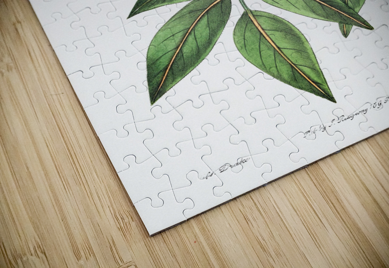 Pink Turraea pinnata from Edwards Botanical Register 1829-1847  by Sydenham Edwards John Lindley and James Ridgway. IStockHistory com Puzzle