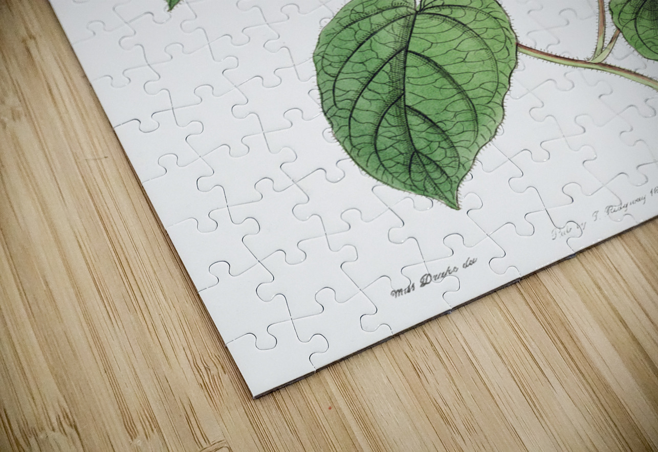 Hoary jacquemontia from Edwards Botanical Register 1829-1847  by Sydenham Edwards John Lindley and James Ridgway. IStockHistory com Puzzle