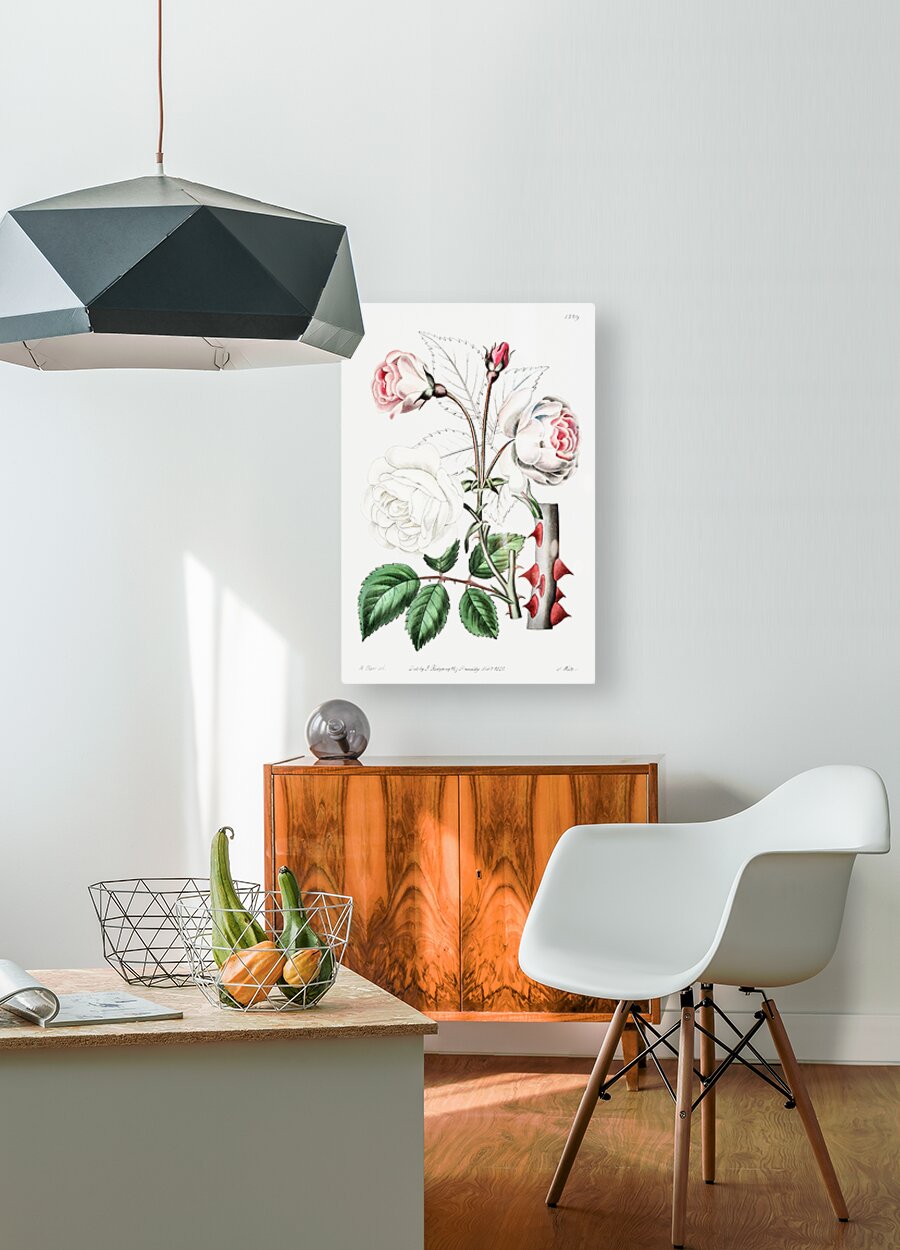 The ruga rose from Edwards Botanical Register 1829-1847  by Sydenham Edwards John Lindley and James Ridgway.  HD Metal print with Floating Frame on Back