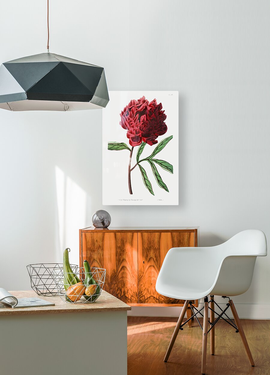 Potts Chinese peony from Edwards Botanical Register 1829-1847  by Sydenham Edwards John Lindley and James Ridgway.  HD Metal print with Floating Frame on Back
