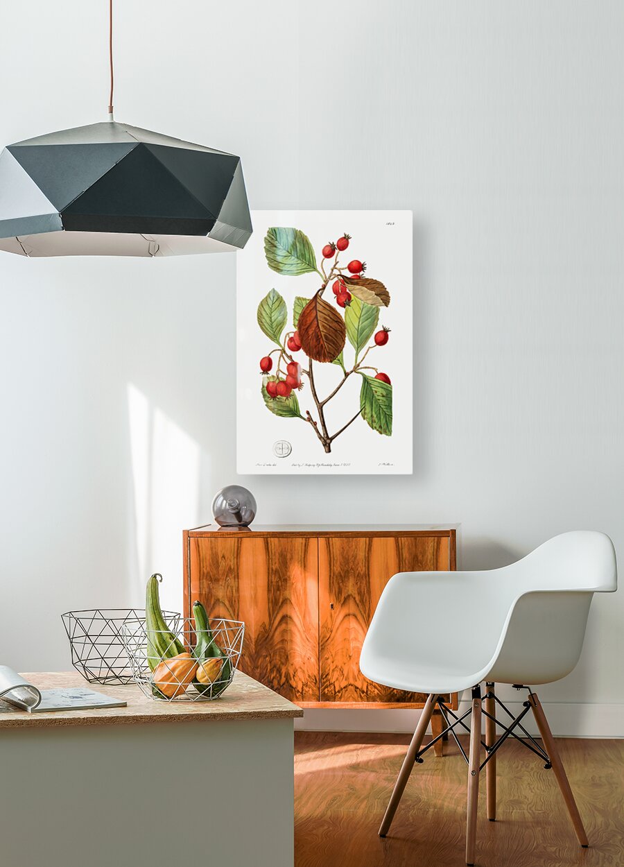 Plum leaved thorn from Edwards Botanical Register 1829-1847  by Sydenham Edwards John Lindley and James Ridgway.  HD Metal print with Floating Frame on Back