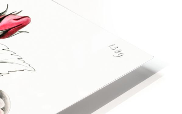 The ruga rose from Edwards Botanical Register 1829-1847  by Sydenham Edwards John Lindley and James Ridgway. HD Sublimation Metal print