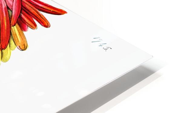 Burchells tritoma from Edwards Botanical Register 1829-1847  by Sydenham Edwards John Lindley and James Ridgway. HD Sublimation Metal print