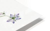 Harebell Campanula rotundifolia 1916 HD Metal print