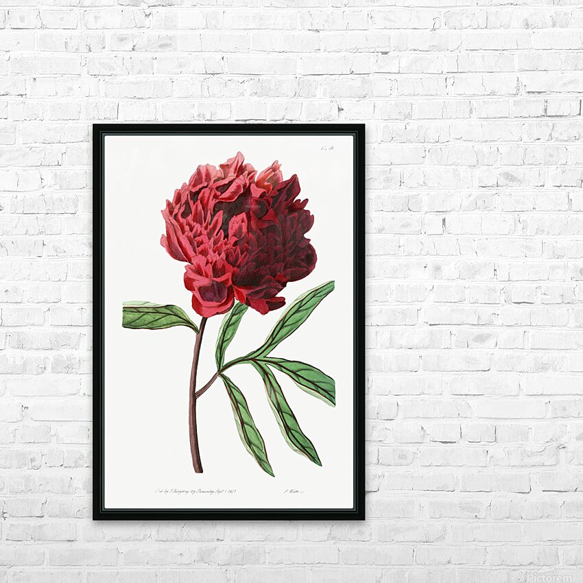 Potts Chinese peony from Edwards Botanical Register 1829-1847  by Sydenham Edwards John Lindley and James Ridgway. HD Sublimation Metal print with Decorating Float Frame (BOX)