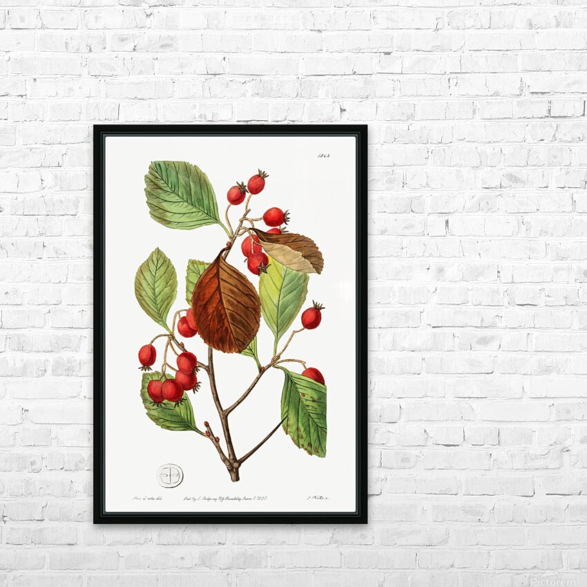 Plum leaved thorn from Edwards Botanical Register 1829-1847  by Sydenham Edwards John Lindley and James Ridgway. HD Sublimation Metal print with Decorating Float Frame (BOX)