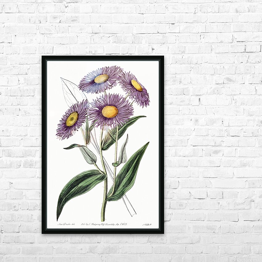 Shewy stenactis from Edwards Botanical Register 1829-1847  by Sydenham Edwards John Lindley and James Ridgway. HD Sublimation Metal print with Decorating Float Frame (BOX)