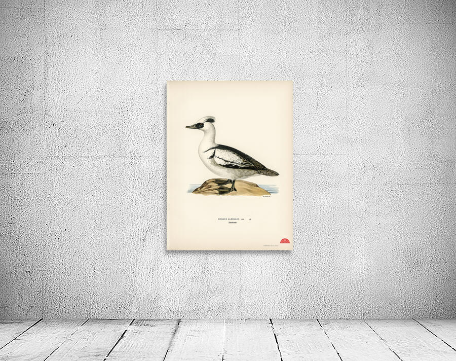 Mergellus albellus Wall Preview