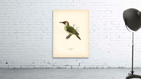 Picus viridis ♂ Wall Preview