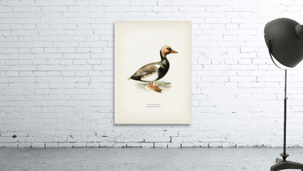 Red-crested Pochard Netta rufina Wall Preview