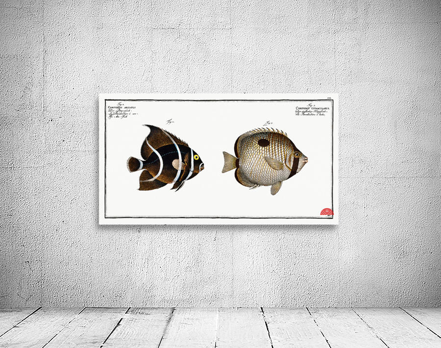 1. Chaetodon unimaculatus 2. Arc-Fish Chaetodon arcuatus Wall Preview