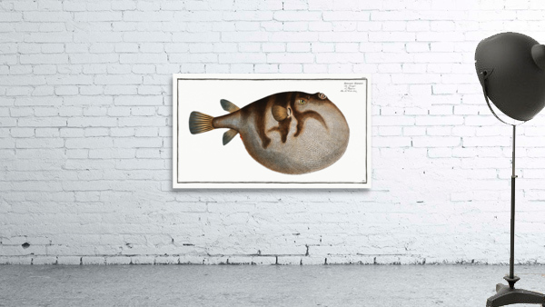 Sea Weather-Cock Tetrodon Hispidus Wall Preview