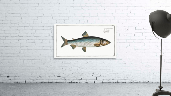 Gwiniad Salmo Lavaretus Wall Preview