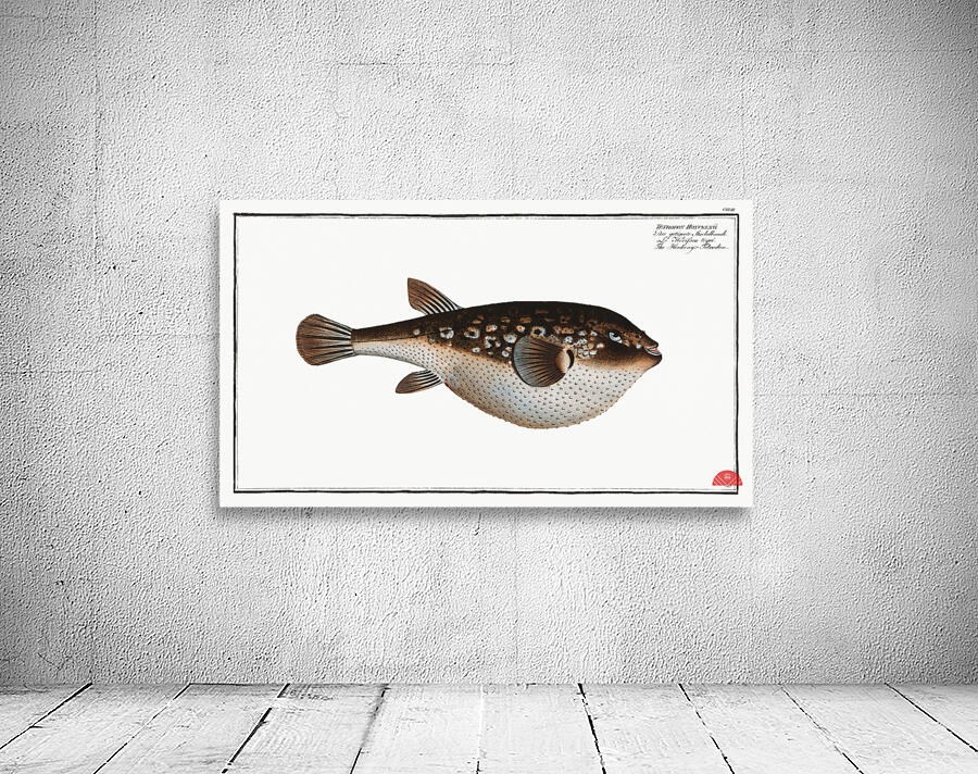 Honkenys Tetrodon Tetrodon Honckenii Wall Preview