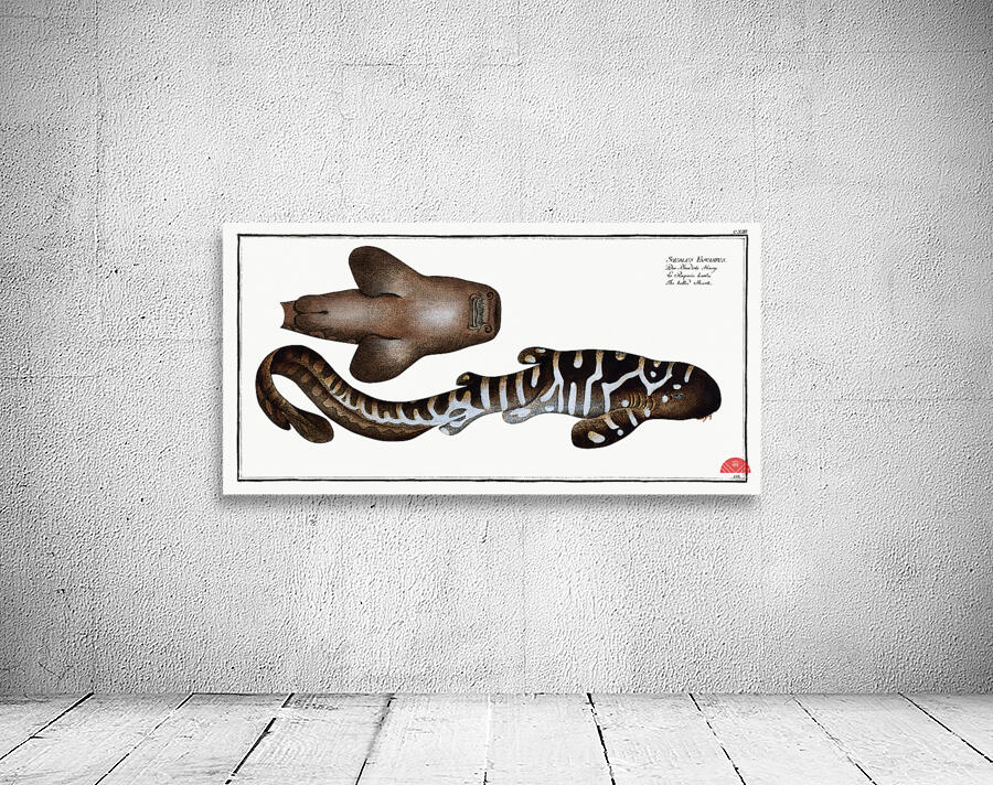 Belted Shark Squalus Fasciatus Wall Preview