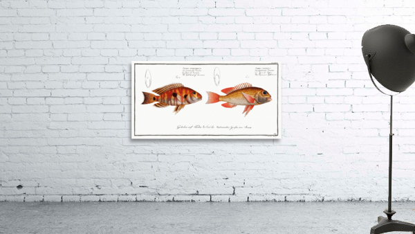 1. Japanese Gilt-head Sparus Japonicus 2. Gilt-head of Surinam Sparus Surinamensis Wall Preview