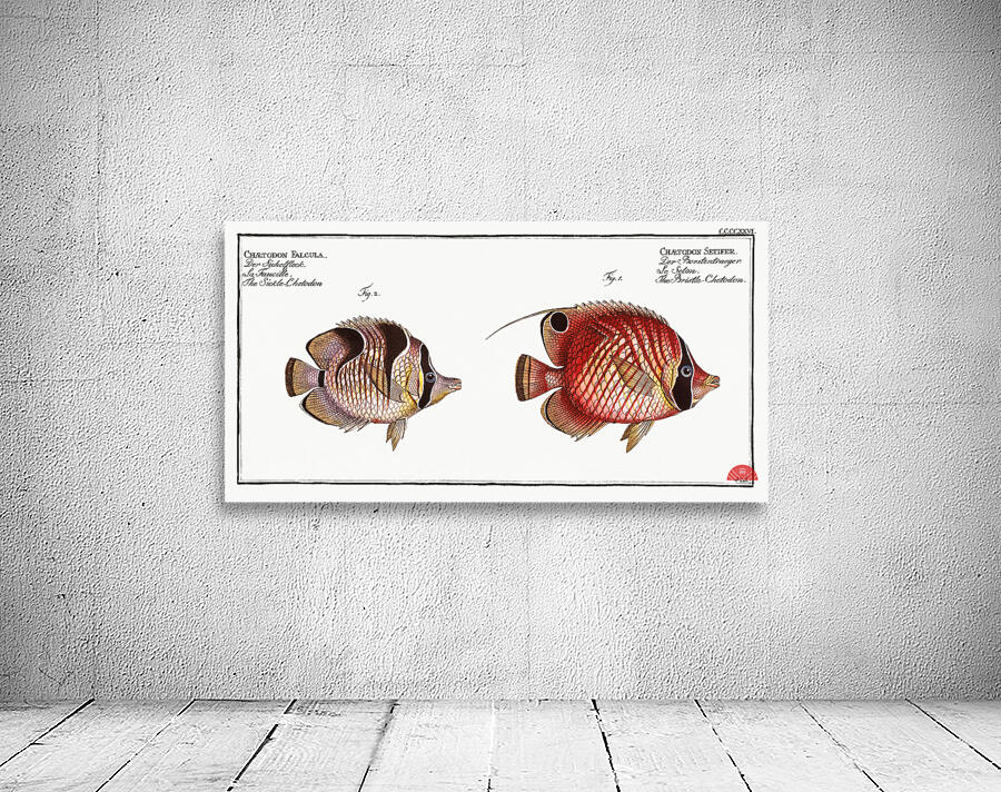 1. Bristle-Chetodon Chaetodon Setifer 2. Sickle-Chetodon Chaetodon Falcula Wall Preview
