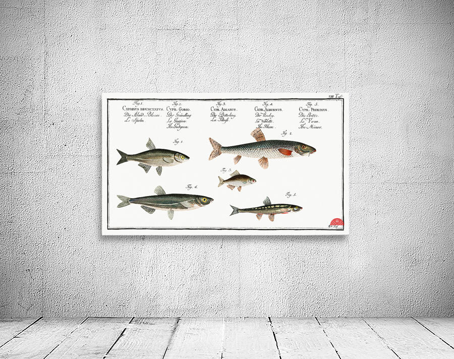 1. Sperlin Cyprinus bipunctatus 2. Bitter-Carp Cyprinus Gobio 3. Bitter-Carp Cyprinus Amarus 4. Bleak Cyprinus Alburnus 5. Minow Cyprinus Phoxinus Wall Preview