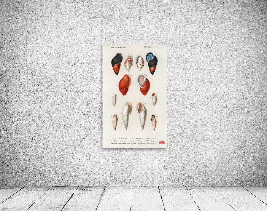 Different types of mollusks Wall Preview