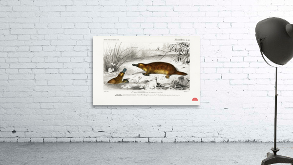 Platypus Ornithorhynchus Paradoxus Wall Preview