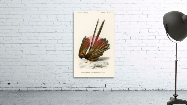 Great argus Phasianus argus Wall Preview