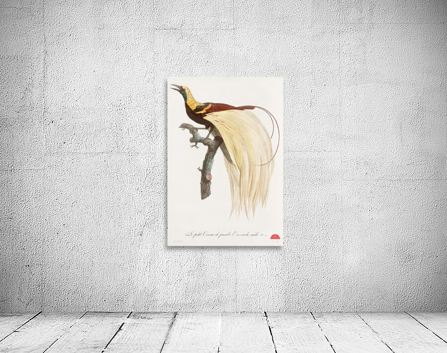 Young emperor bird-of-paradise male  Wall Preview