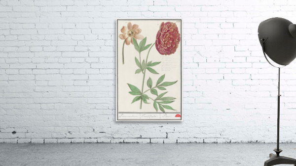 Peony in vintage style Wall Preview