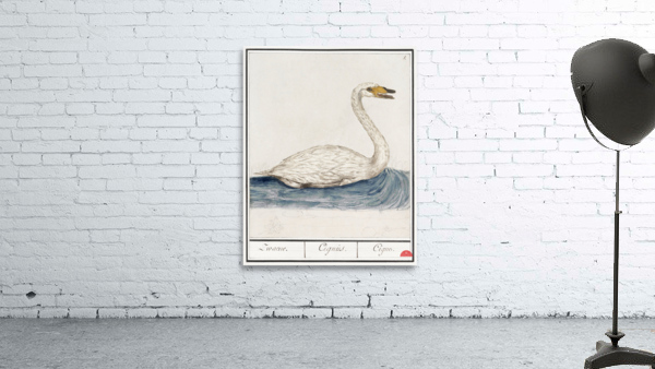 Wild swan in vintage style Wall Preview