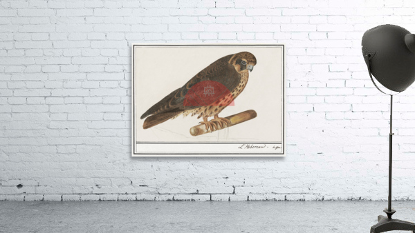 Tritons trumpet in vintage style Wall Preview