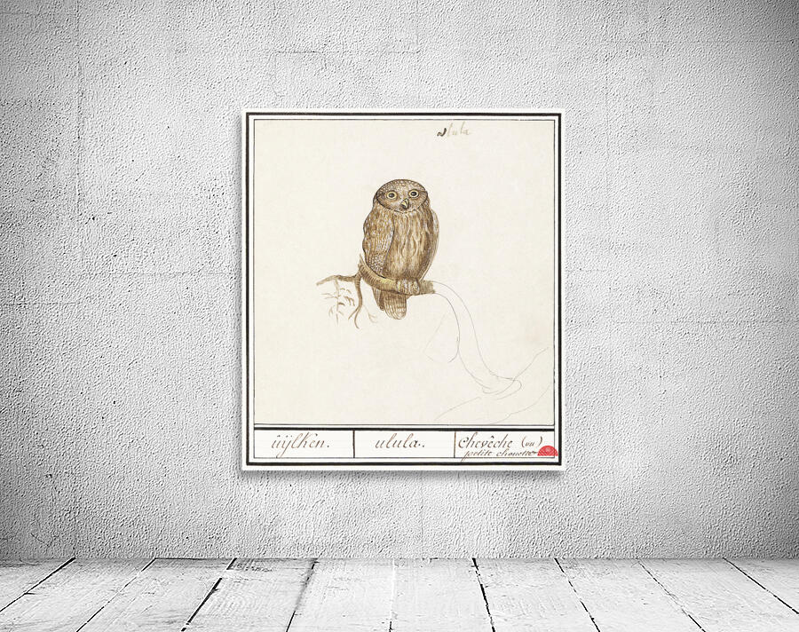 Pygmy owl in vintage style Wall Preview