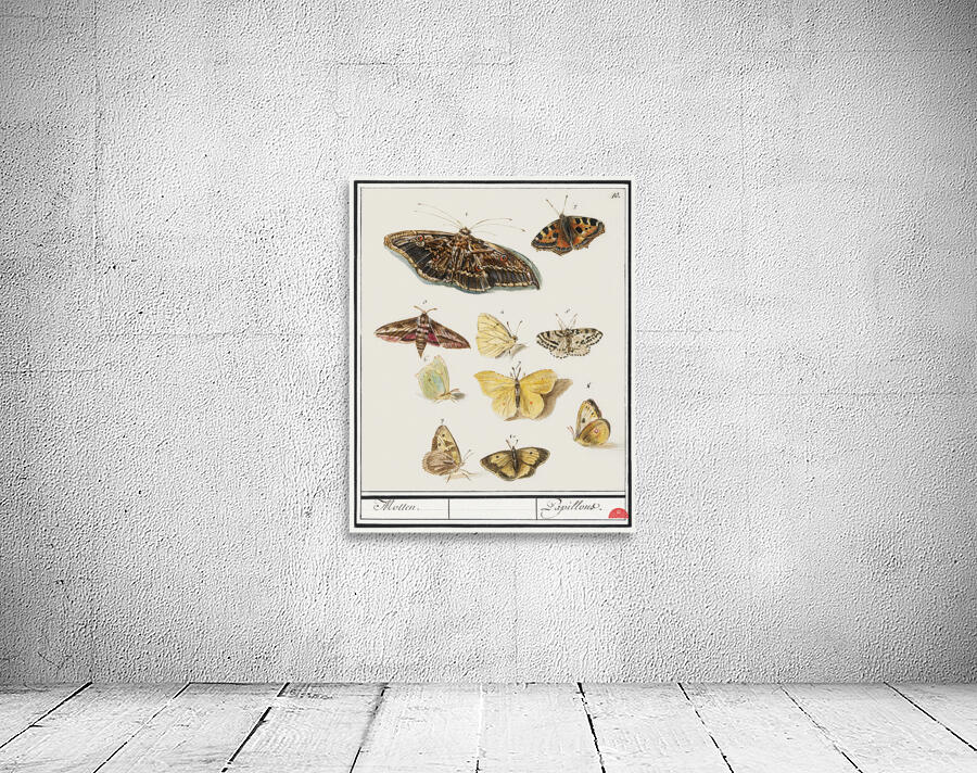 Butterflies and moths set Wall Preview