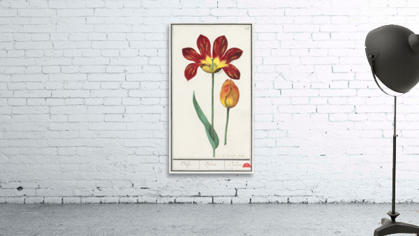 Tulip in vintage style Wall Preview