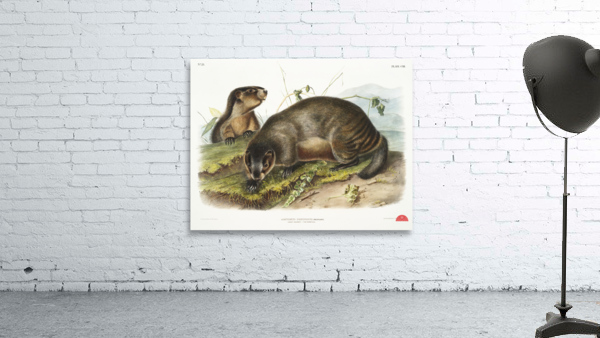 Hoary Marmot Arctomys pruinosus  Wall Preview