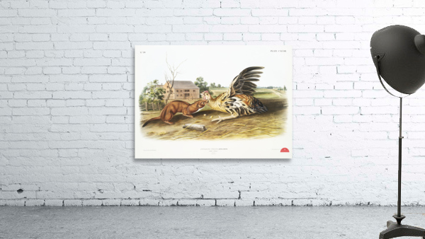 Tawny Weasel Putorius fuscus  Wall Preview