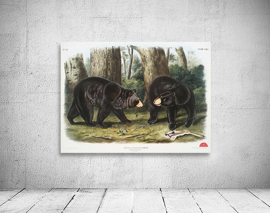 Rocky Mountain Hare Lepus Townsendii  Wall Preview