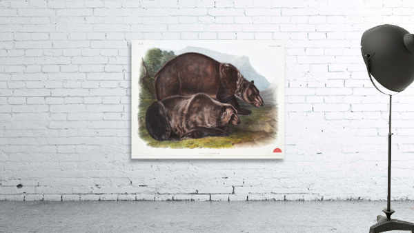 Pouched Jerboa Mouse Dipodomys Phillipsii  Wall Preview