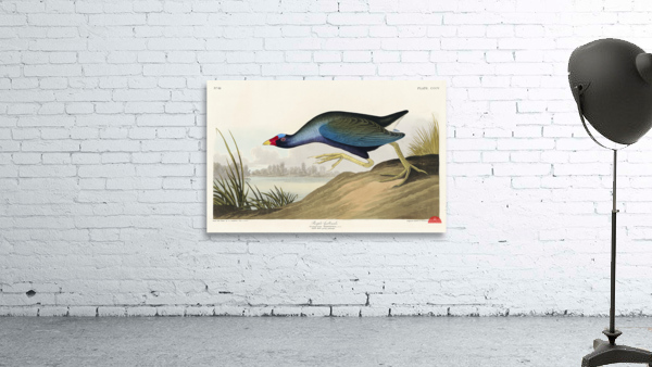 Black Vulture or Carrion Crow Wall Preview