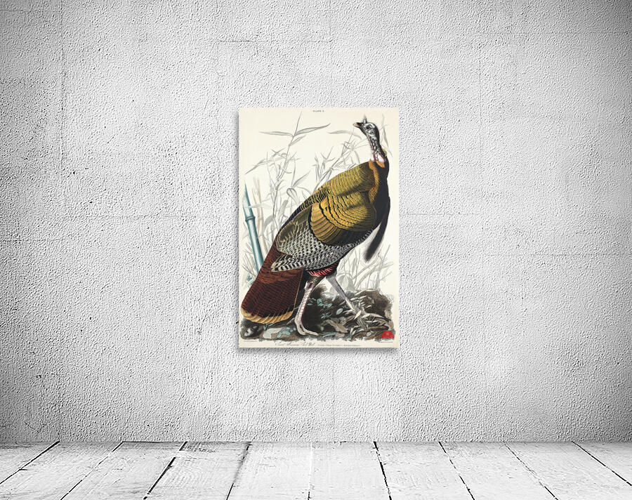 Wild Turkey or Great American Cock Wall Preview