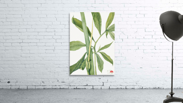 Greendragon Arisaema dracontium 1920 Wall Preview